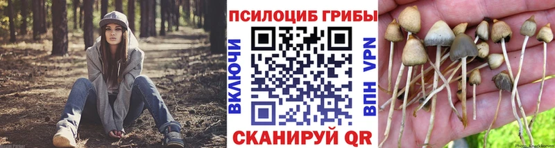 Купить где Тотьма Псилоцибиновые грибы мицелий